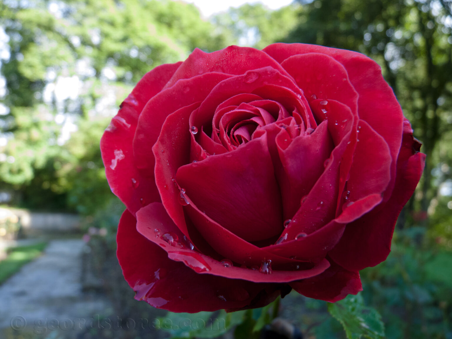 rosa-the-rose-of-england-geordstoree